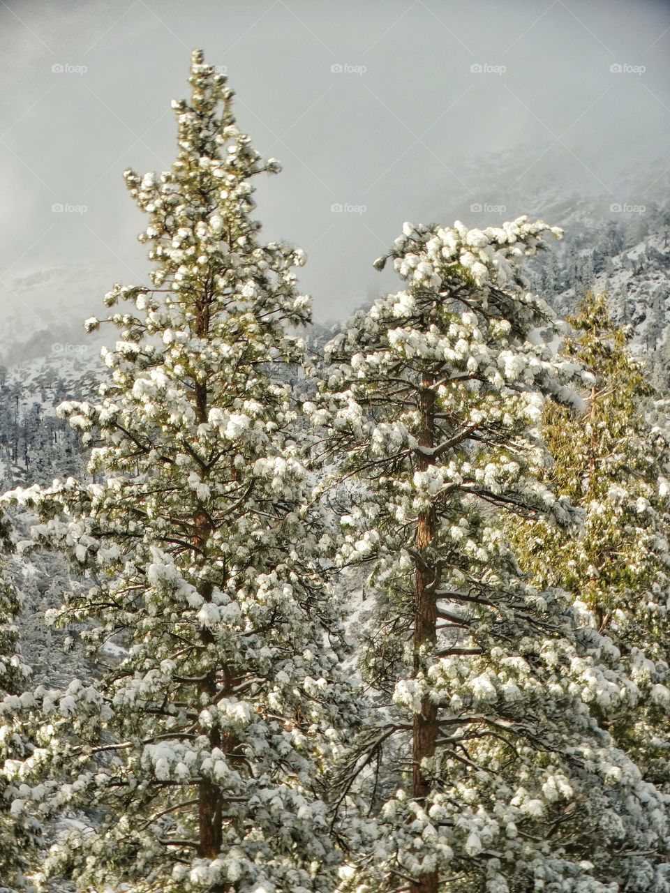 Golden Hour In Snowy Pine Forest
