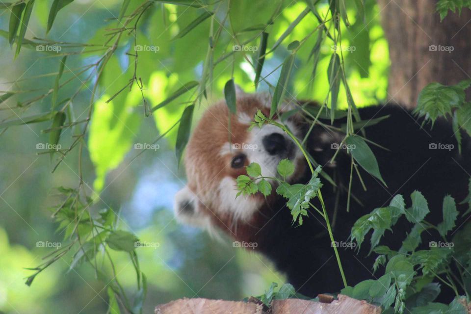 red panda enjoying a snack