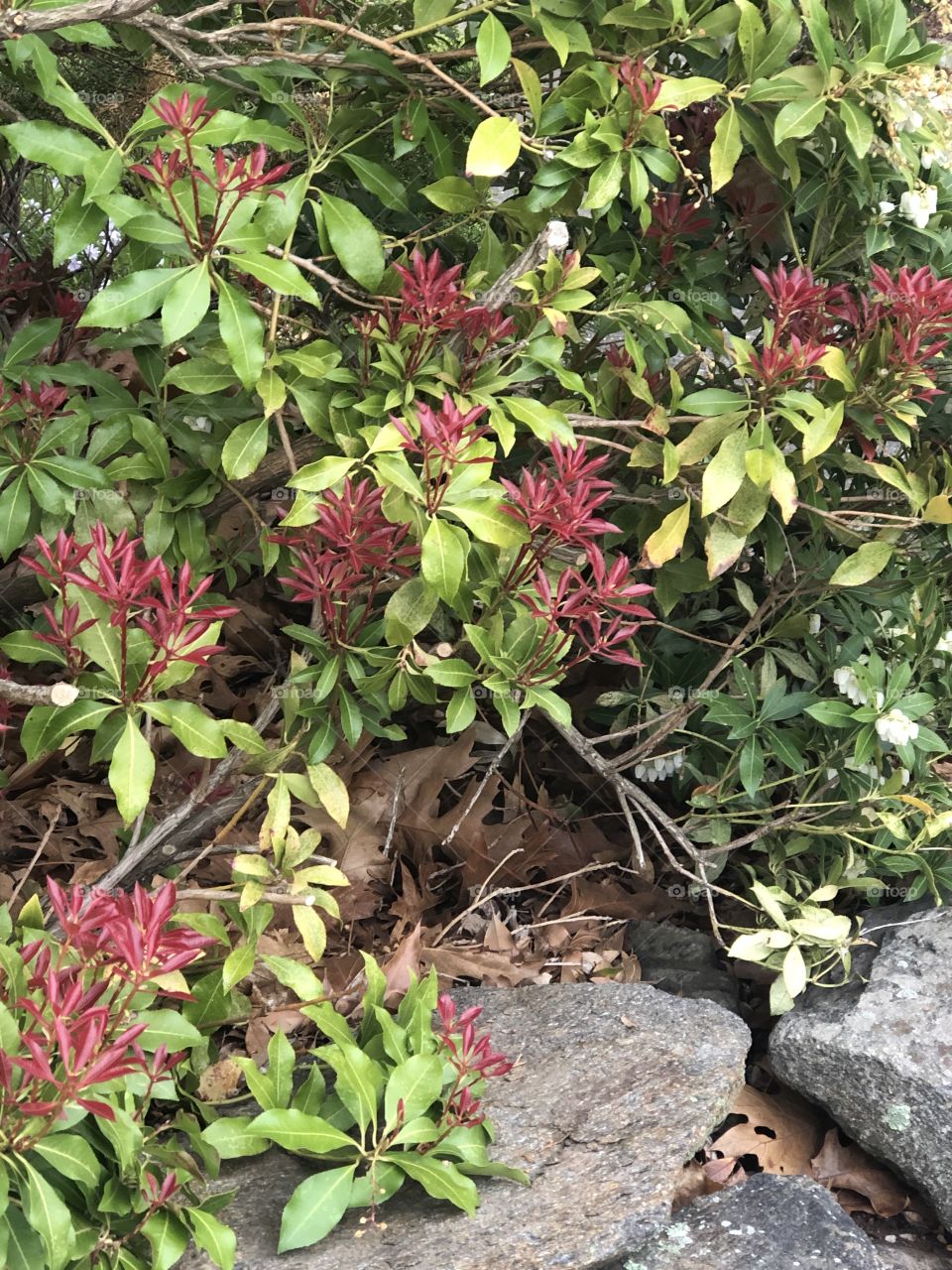 Shrub with new leaf growth growing over rocks in the Spring