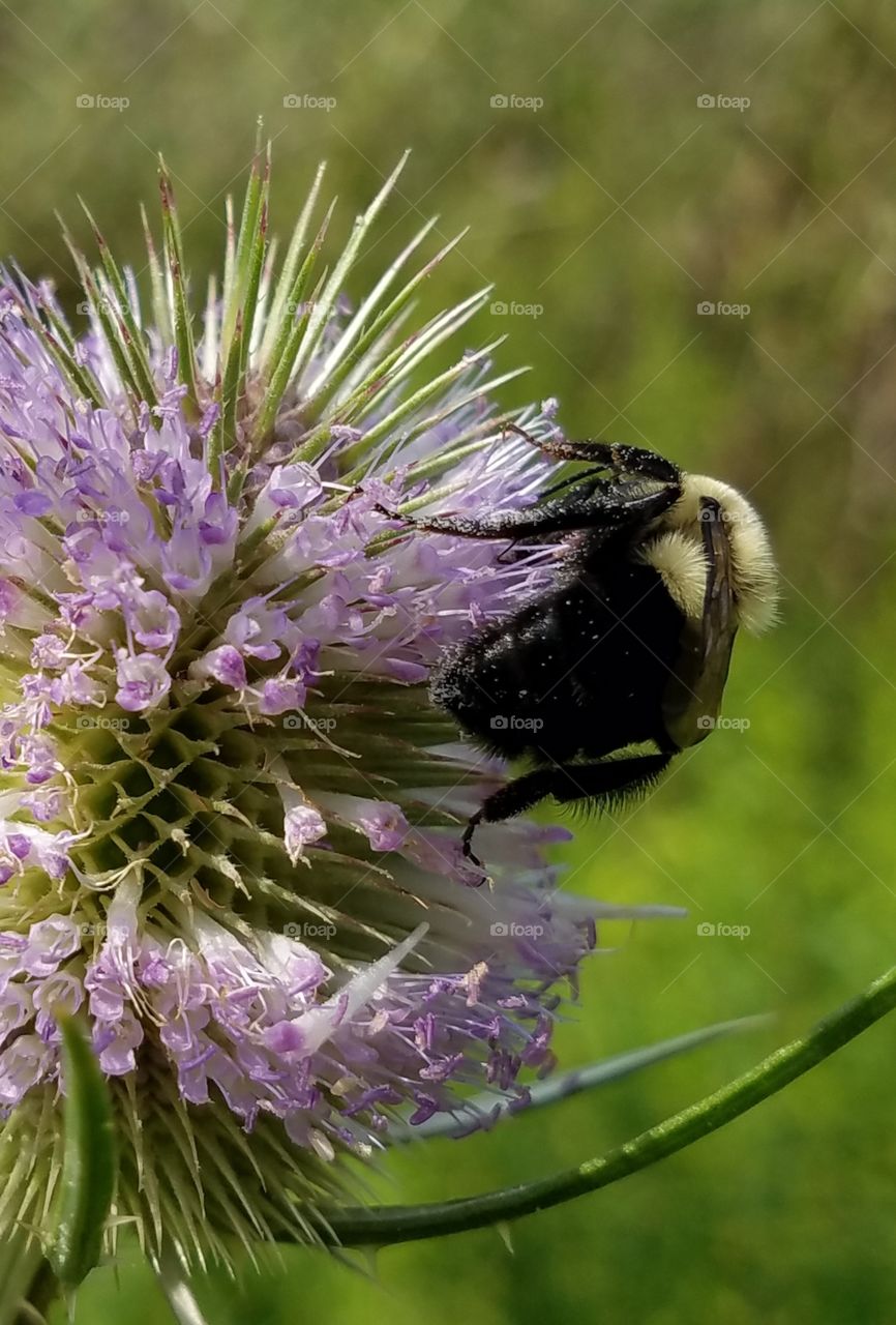 teasel and a bee