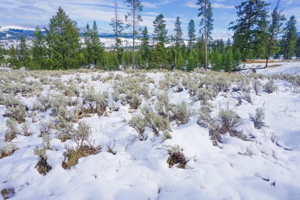 Winter Forest Landscape