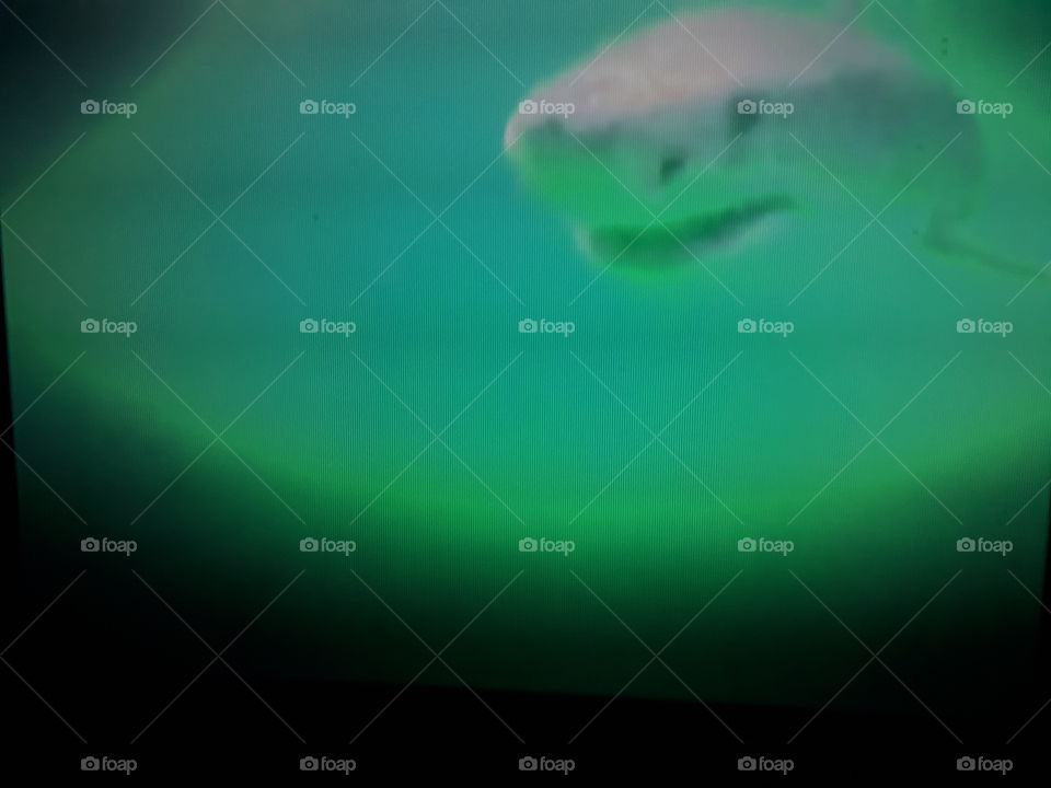 mergulho com tubarão