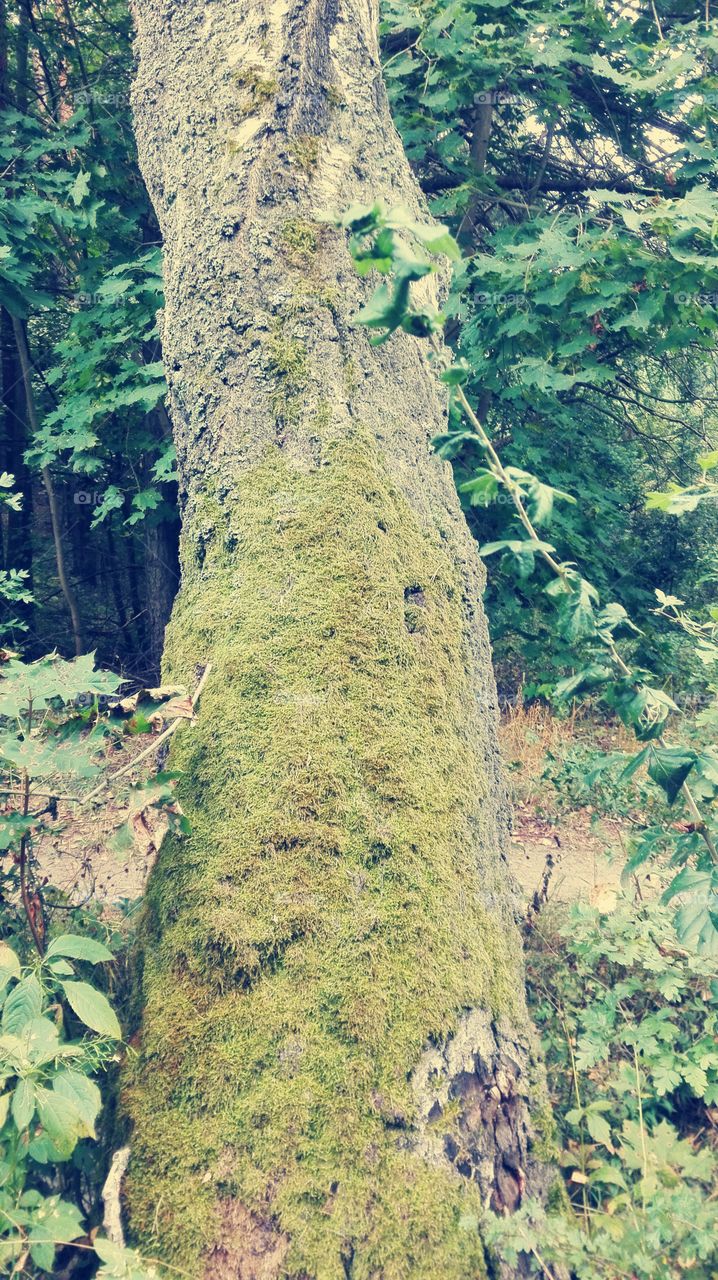 nature. an old tree