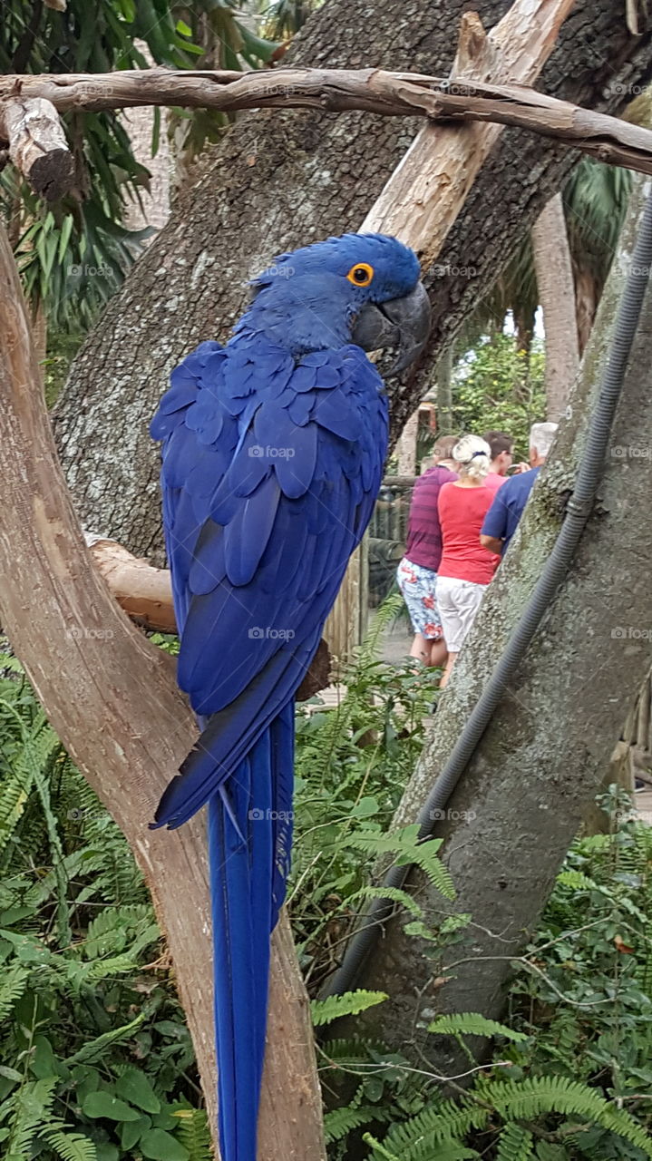 blue  bird