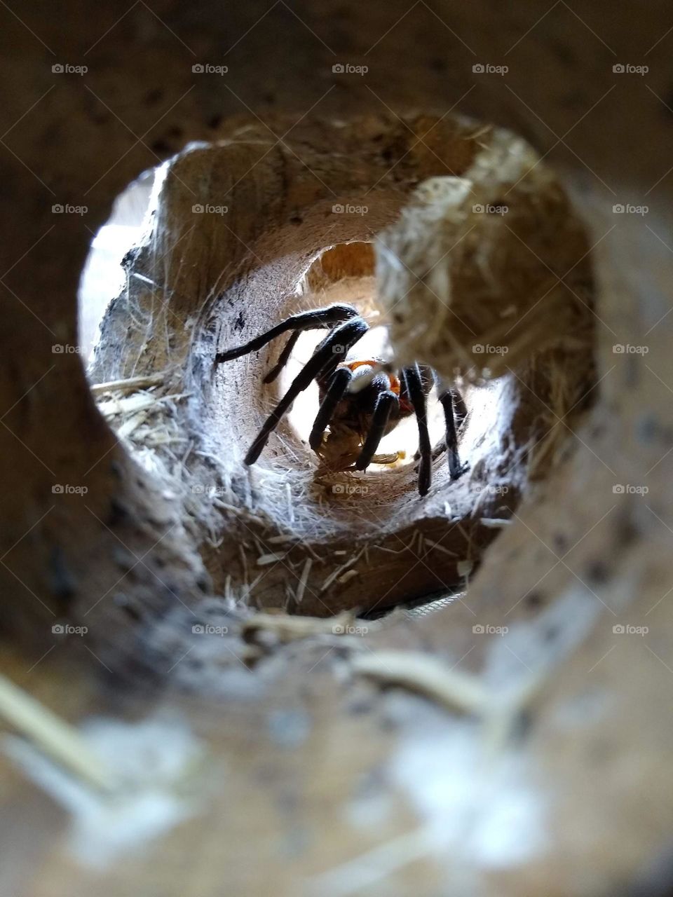red head tarantula eating