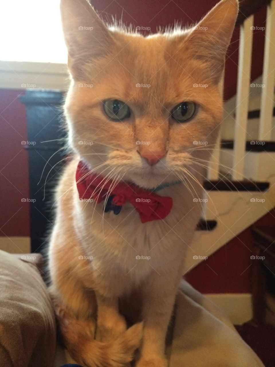 This is my bow tie 