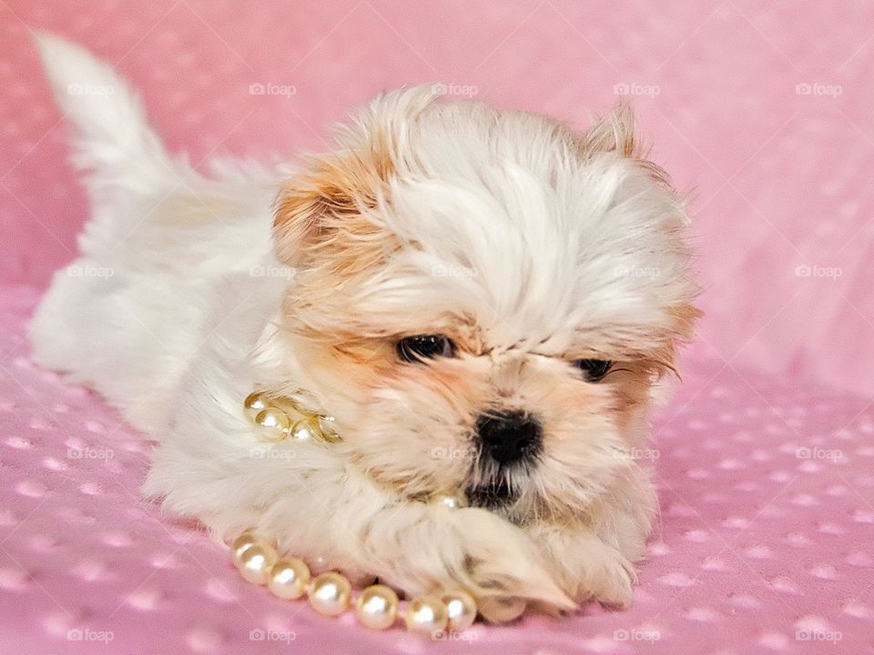 Close-up of a puppy wearing necklace
