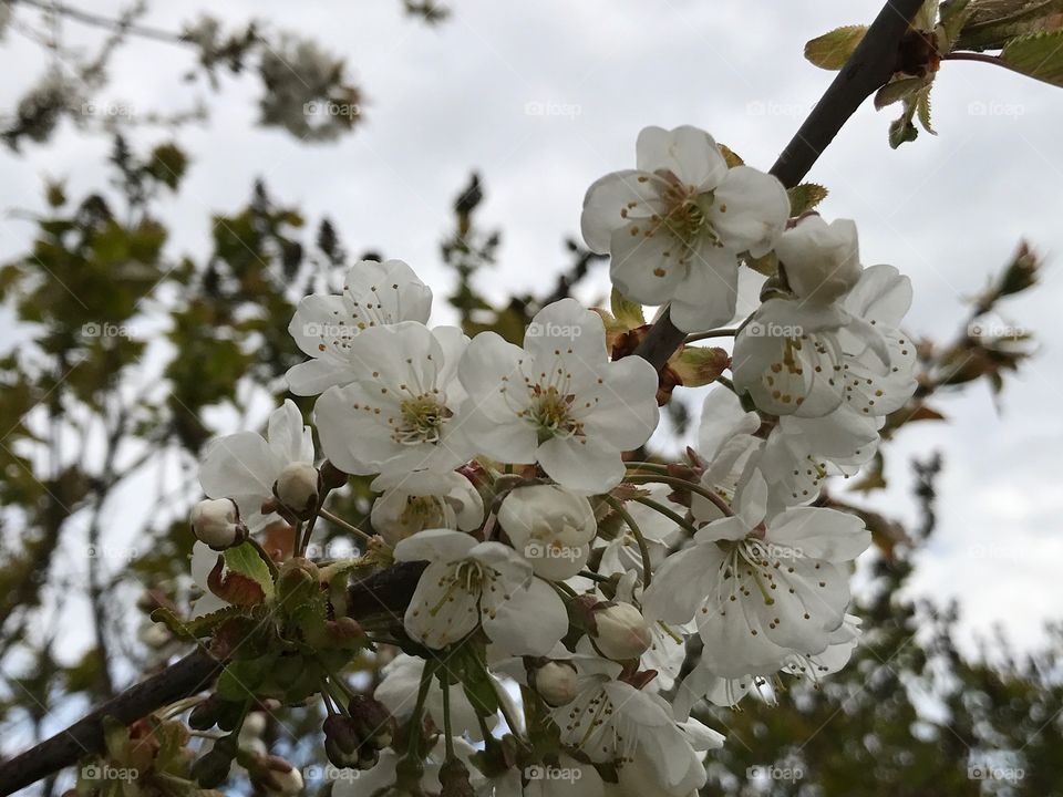 Äppelblomma 