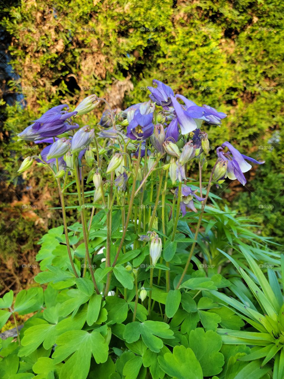Beautiful purple columbines blooming