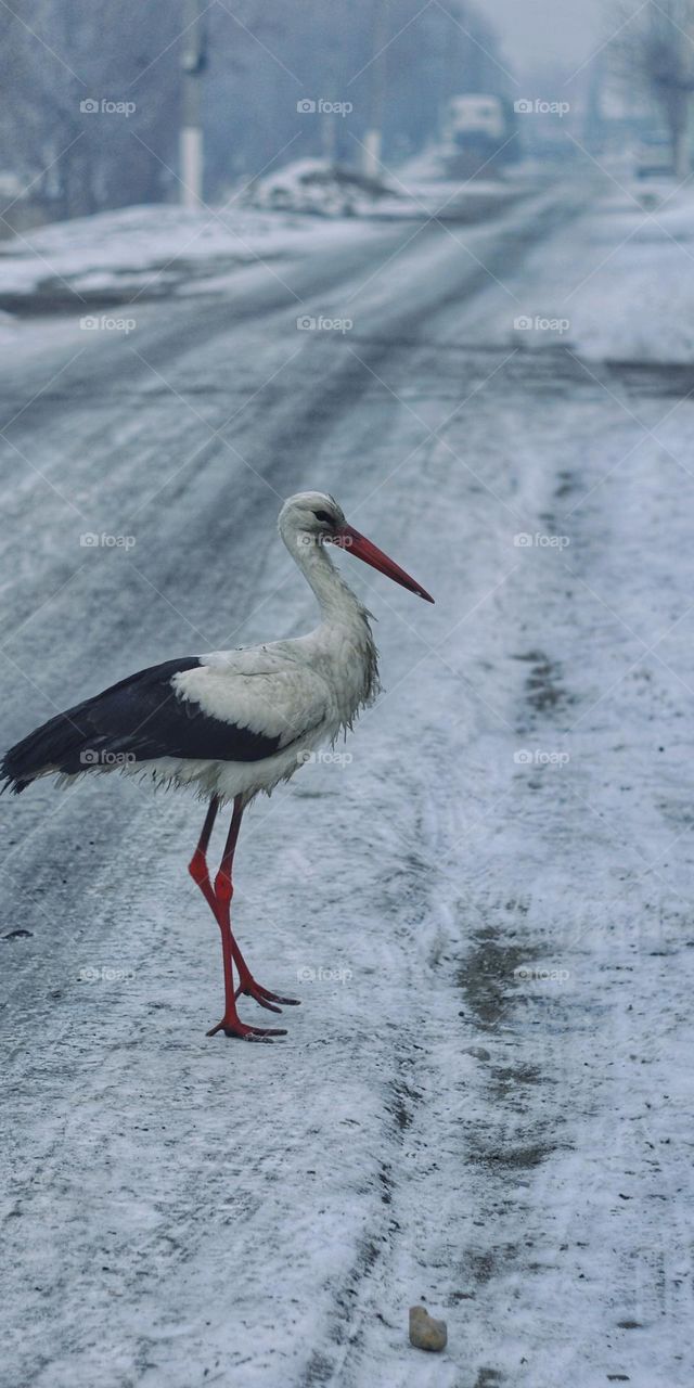 stork lonely