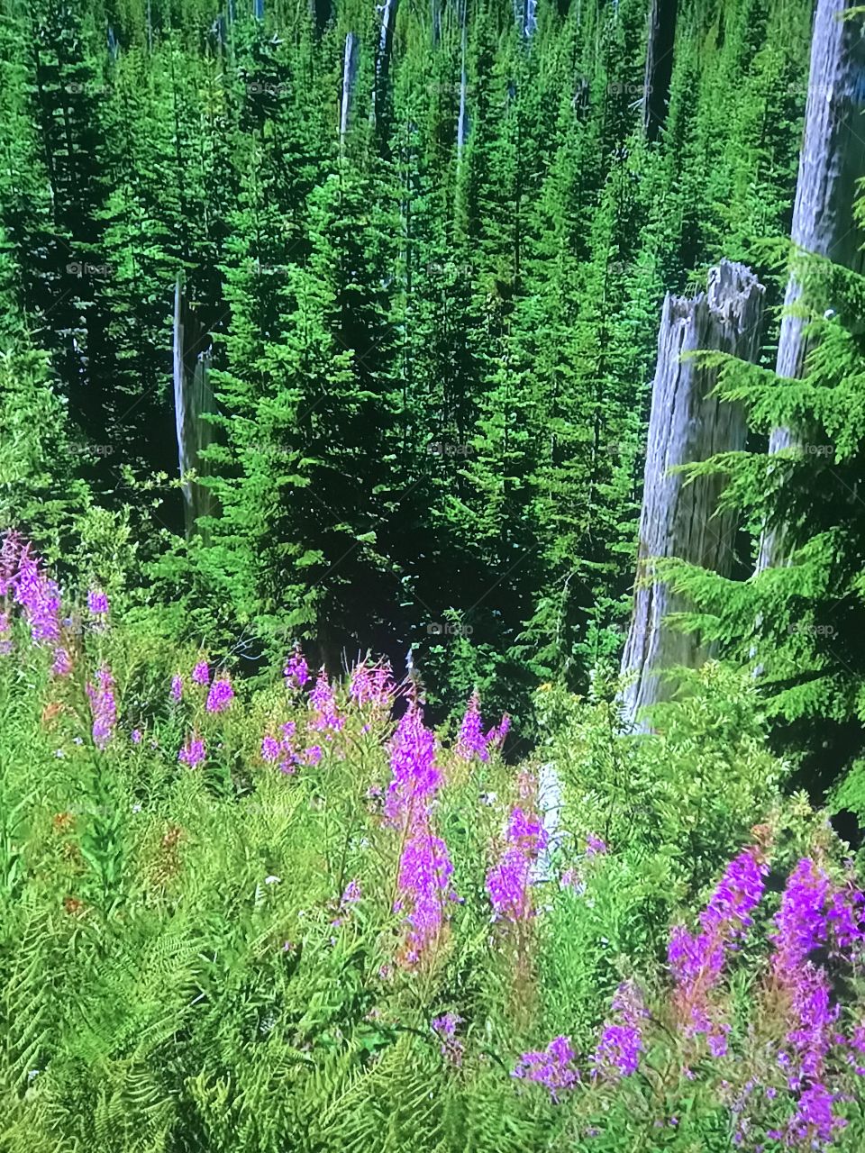 Lilies of The Valley