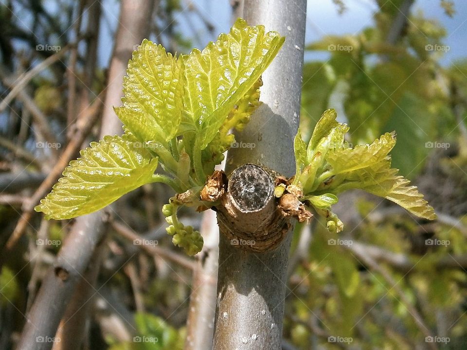 spring buds