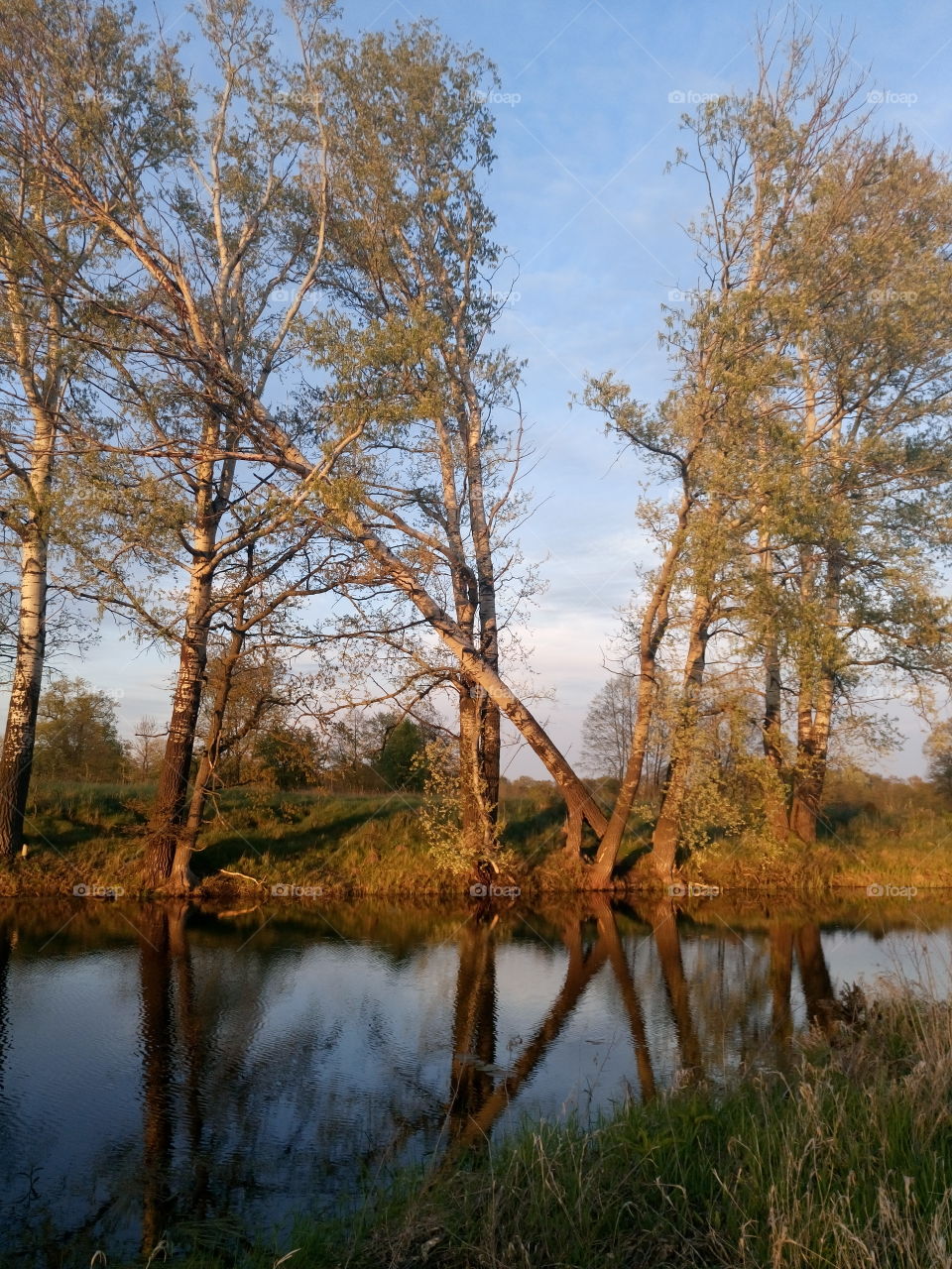polish nature | trees at river pool,  red evenig light