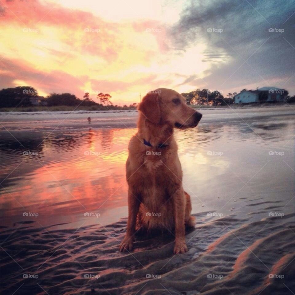 Sunset dog