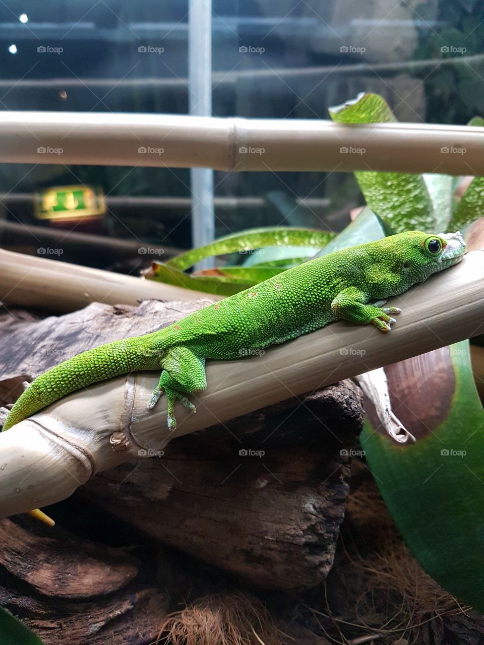 Green gecko on branche in terrarium