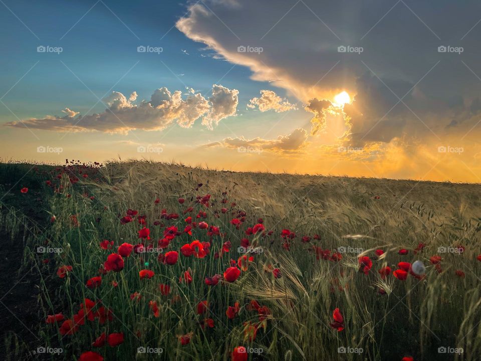 Poppies with rye field at sunset