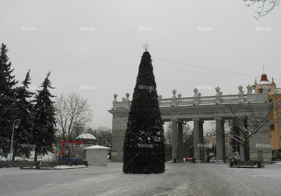 City, No Person, Winter, Tree, Street