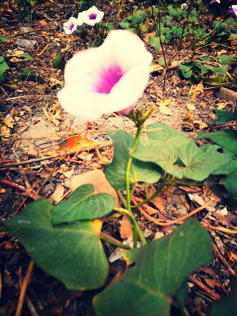 one flower that is blooming very beautiful in summer