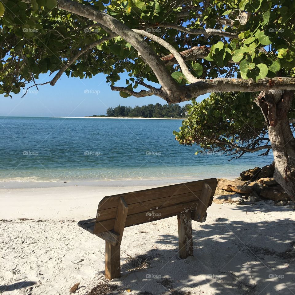 Bench under a tree on the Florida coast