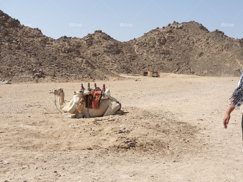 Kamel in Ägypten, Östliche Wüste in Ägypten
