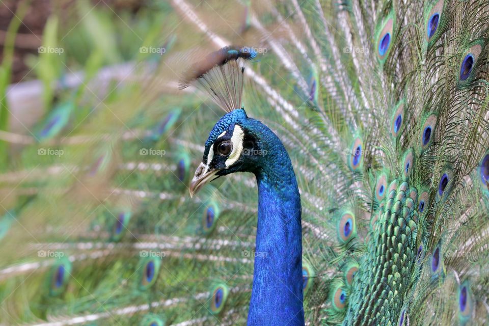 peacock