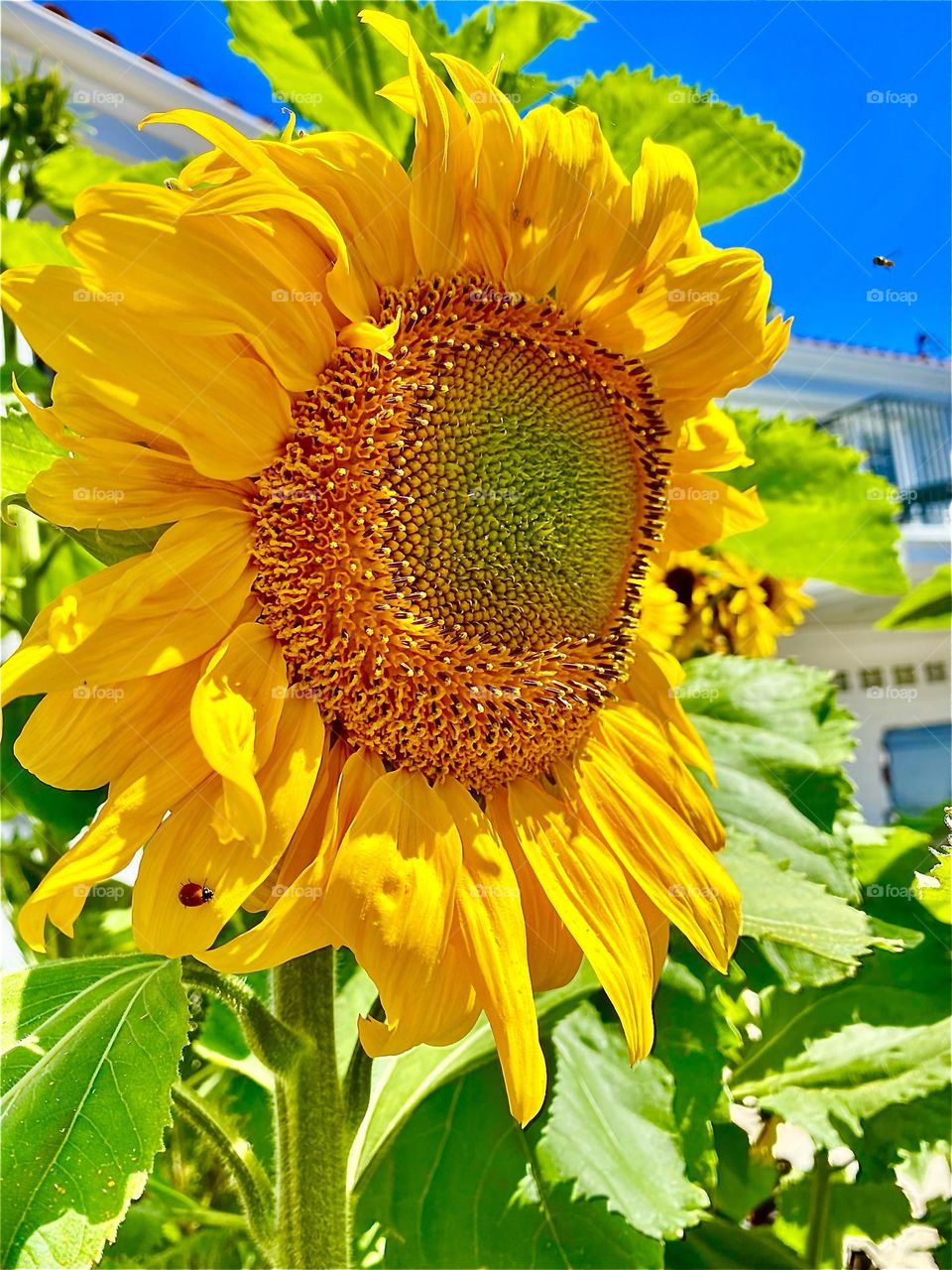 Foap Mission Beautiful Giant Sunflower In The Spring With A Lady Bug!