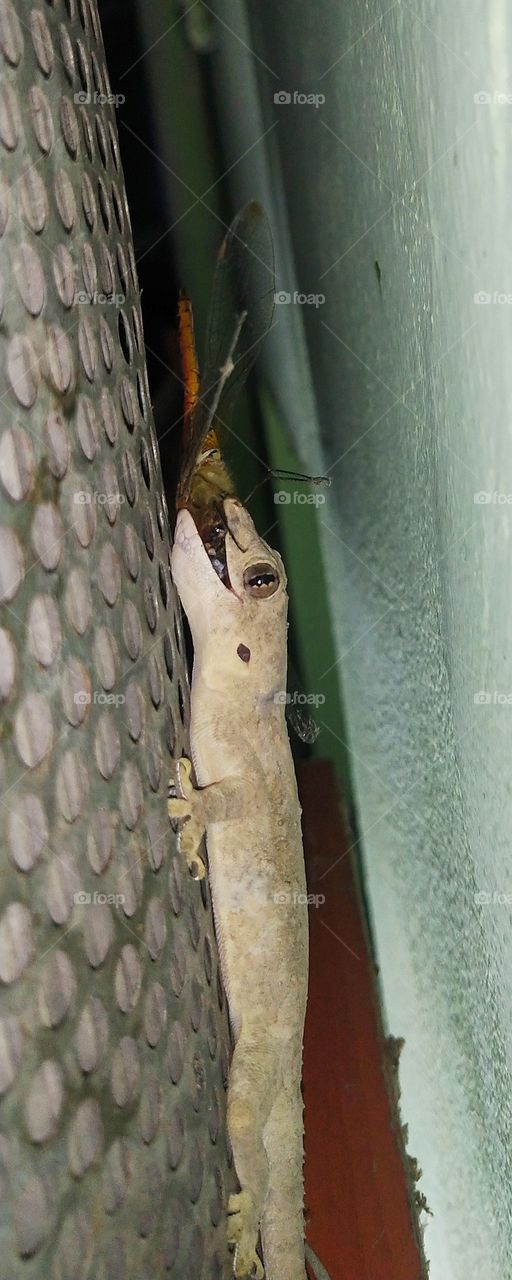 lizard are eating dragonfly with hide