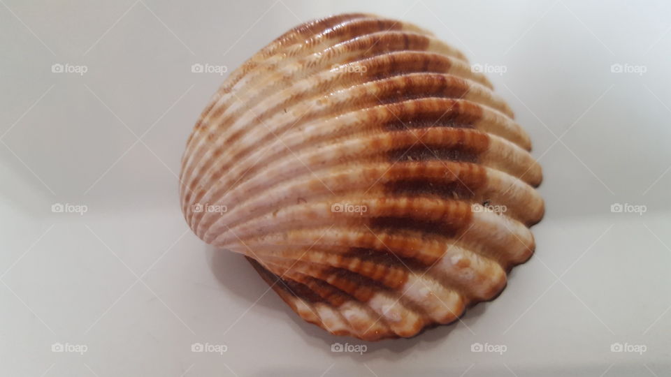 shell