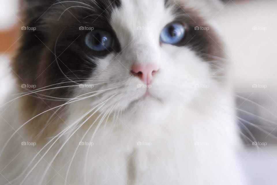 a cat with wonderful and. lovely blue eyes
