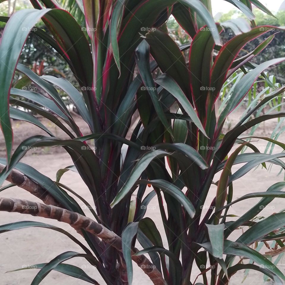 dracaena