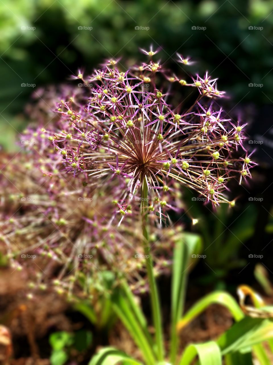 Firework flower 