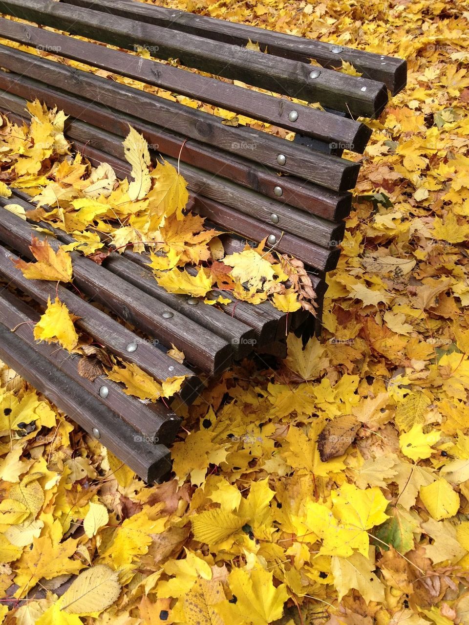 Park bench in autumn park