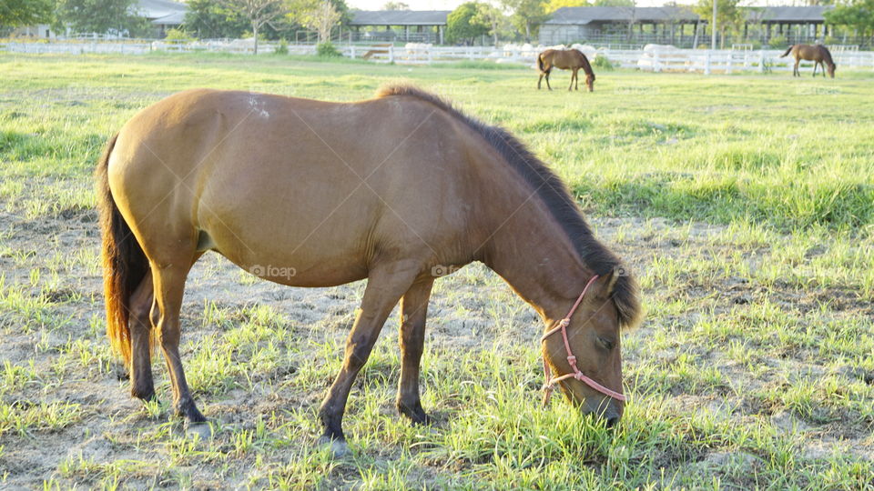 Horses  at the grass field 