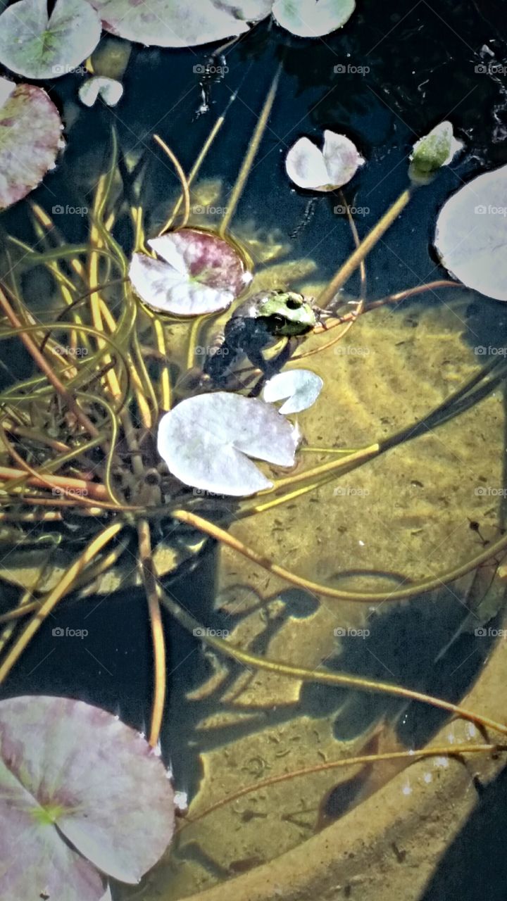 Lily Pond And Frog