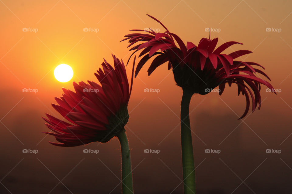Sun rising through flower