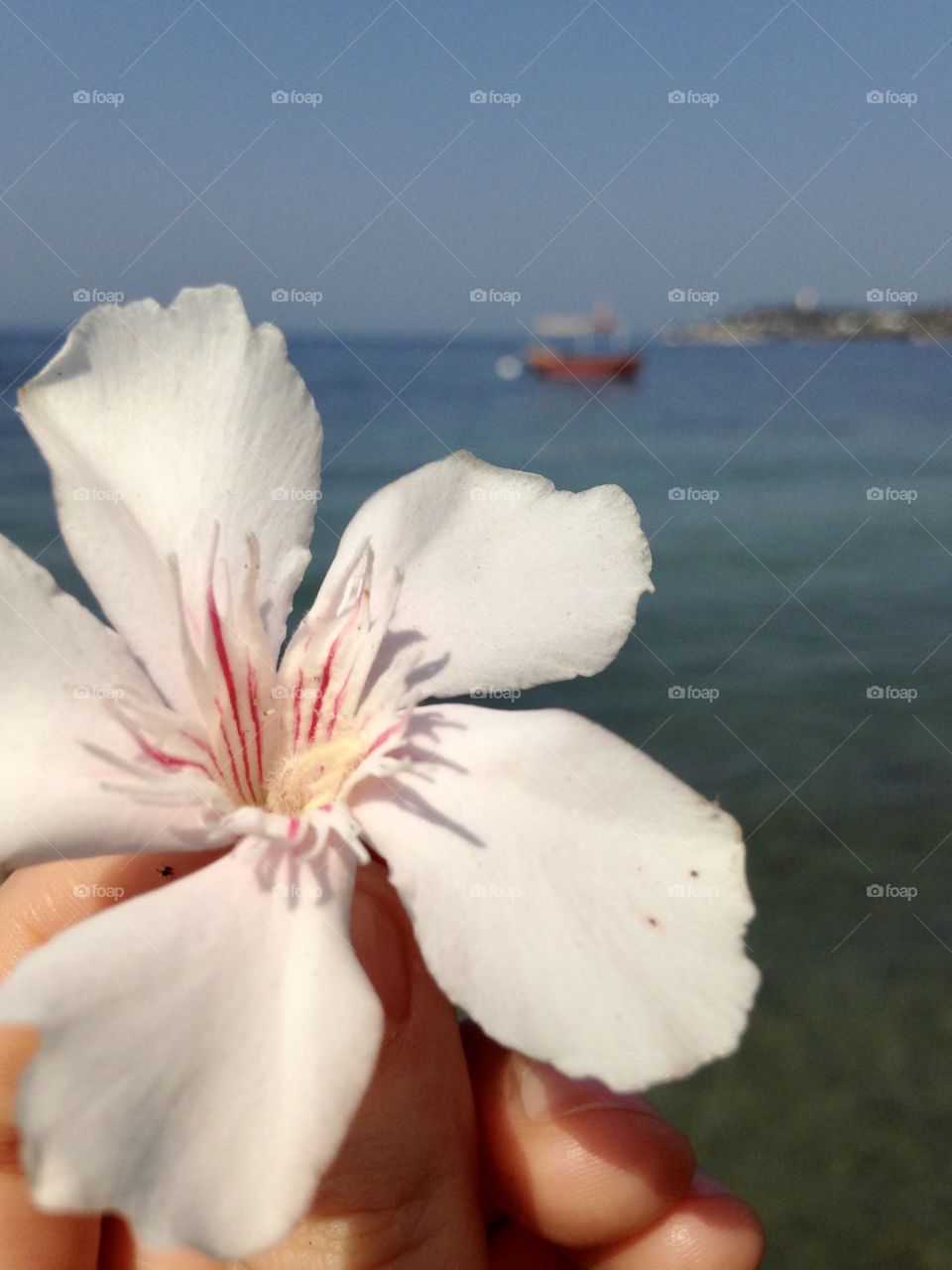 White flower on a background of the sea and a boat