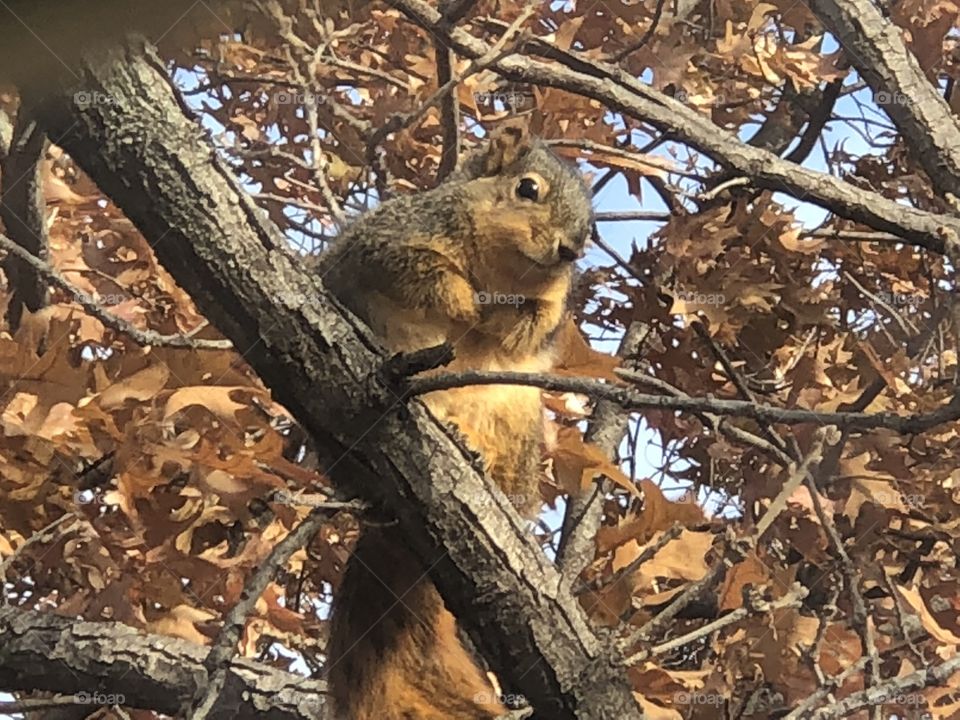 Curious fat squirrel in tree