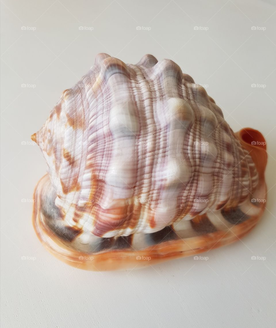 Spiked seashell on gray background