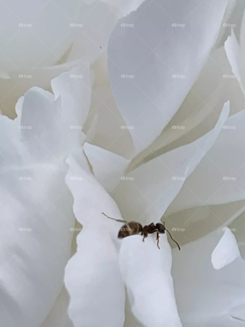 Ant examines peony