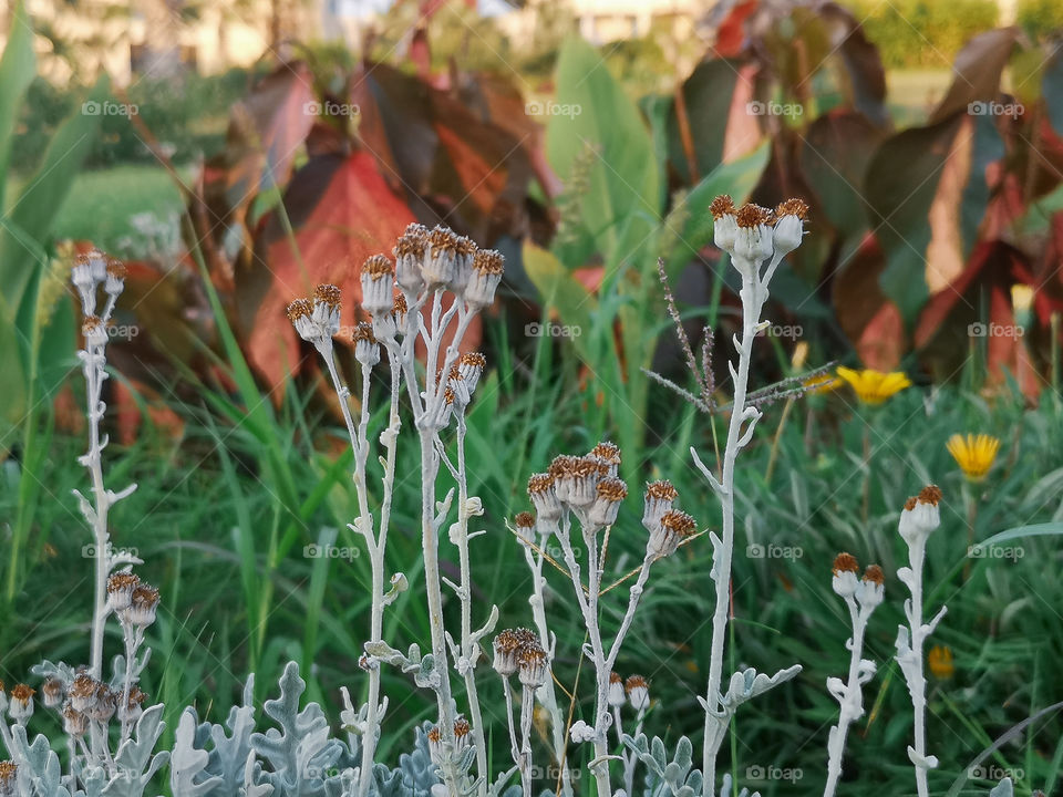 Fantastic flowers shot 2.