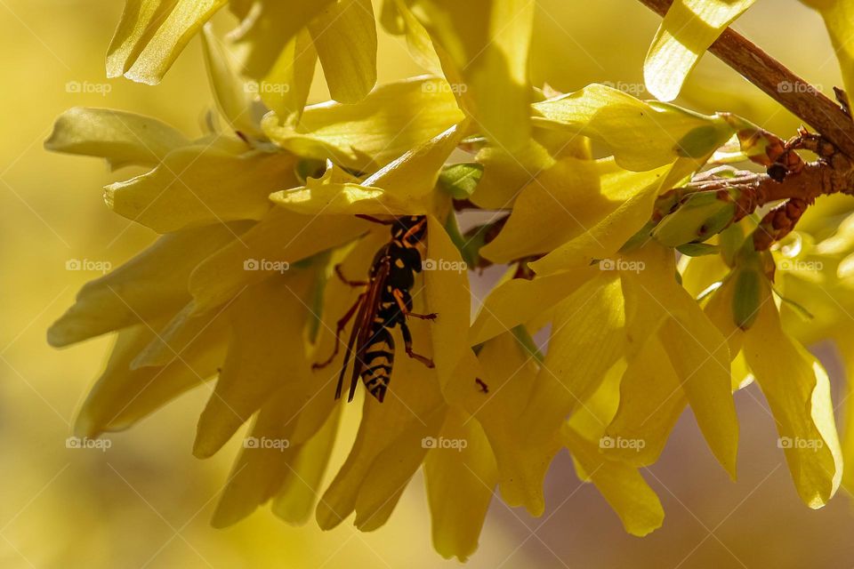 Wasp at the yellow flower