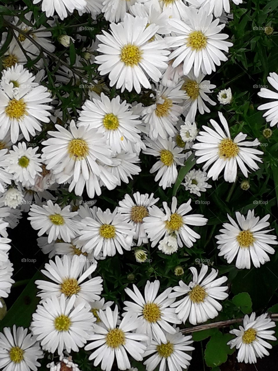 white asters  with yellow heart