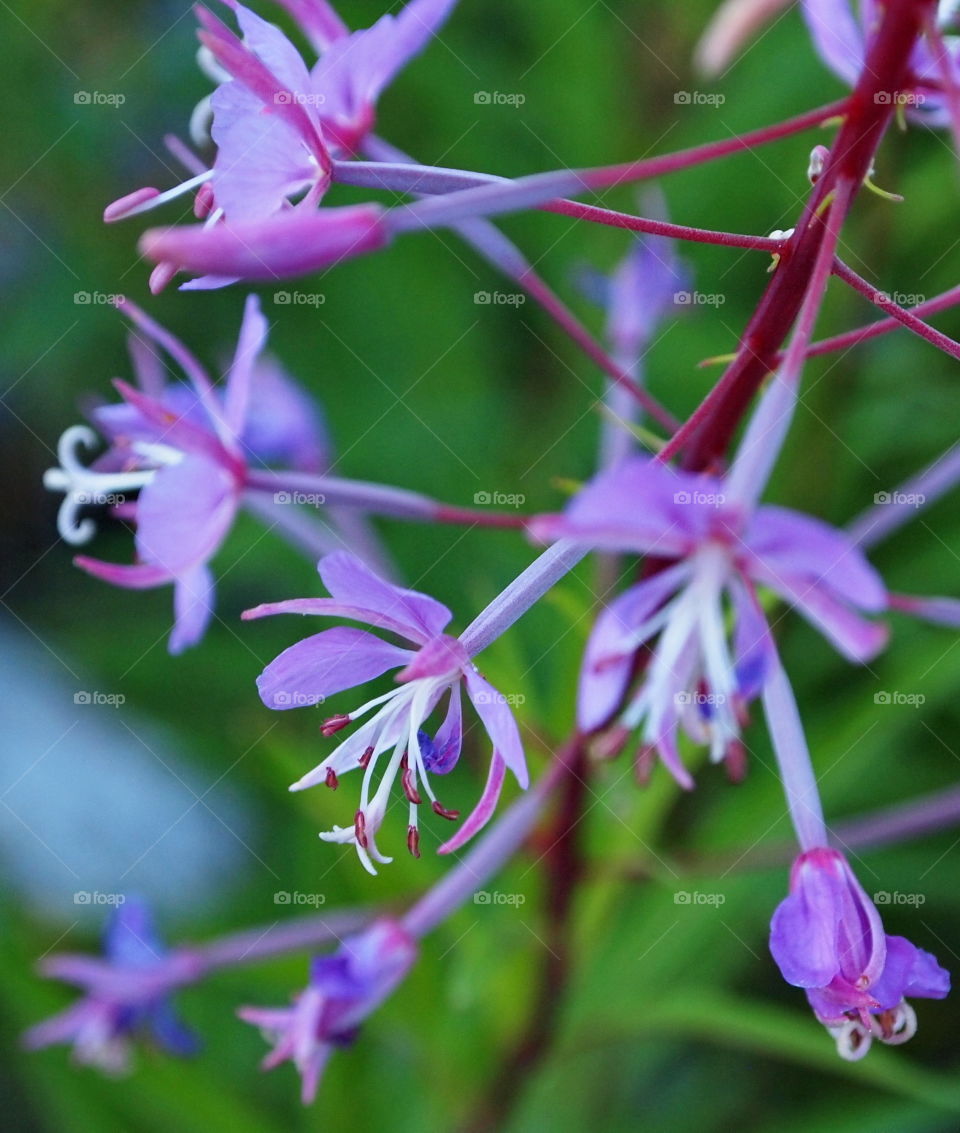 A beautiful plant with vibrant purple flowers contrasted against the green background of nature. 