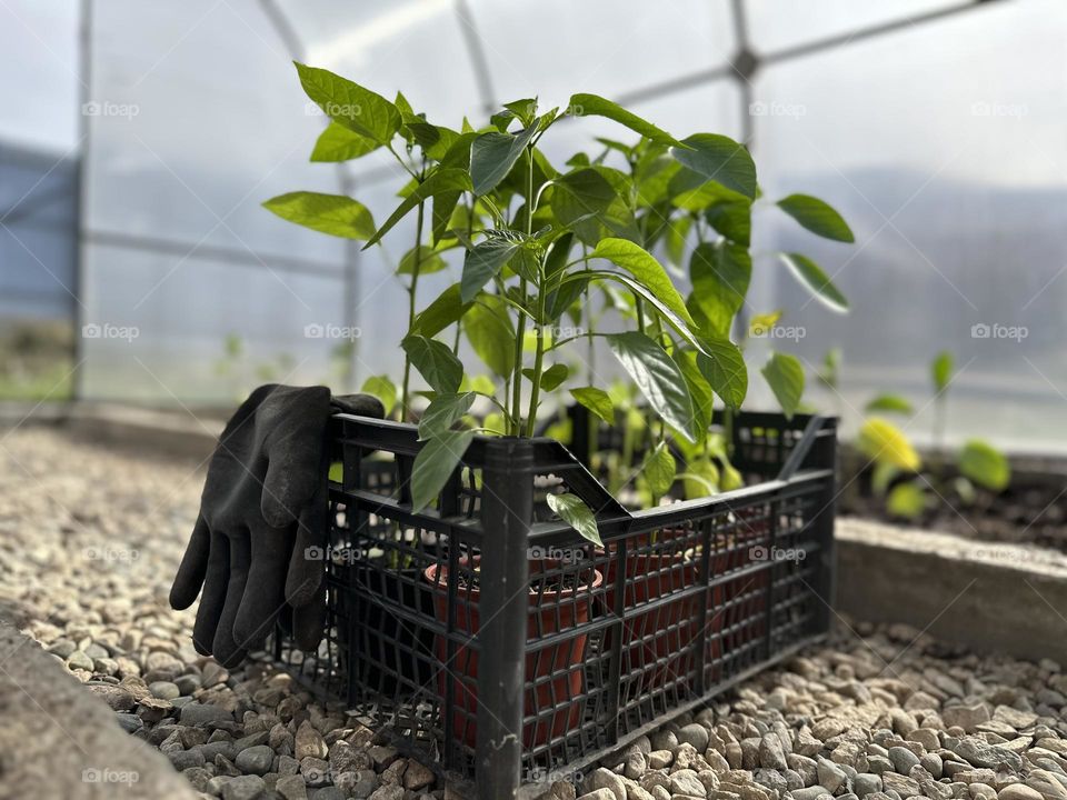 pepper seedlings in a greenhouse