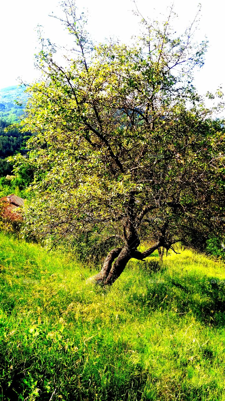 Beautiful tree at the garden
