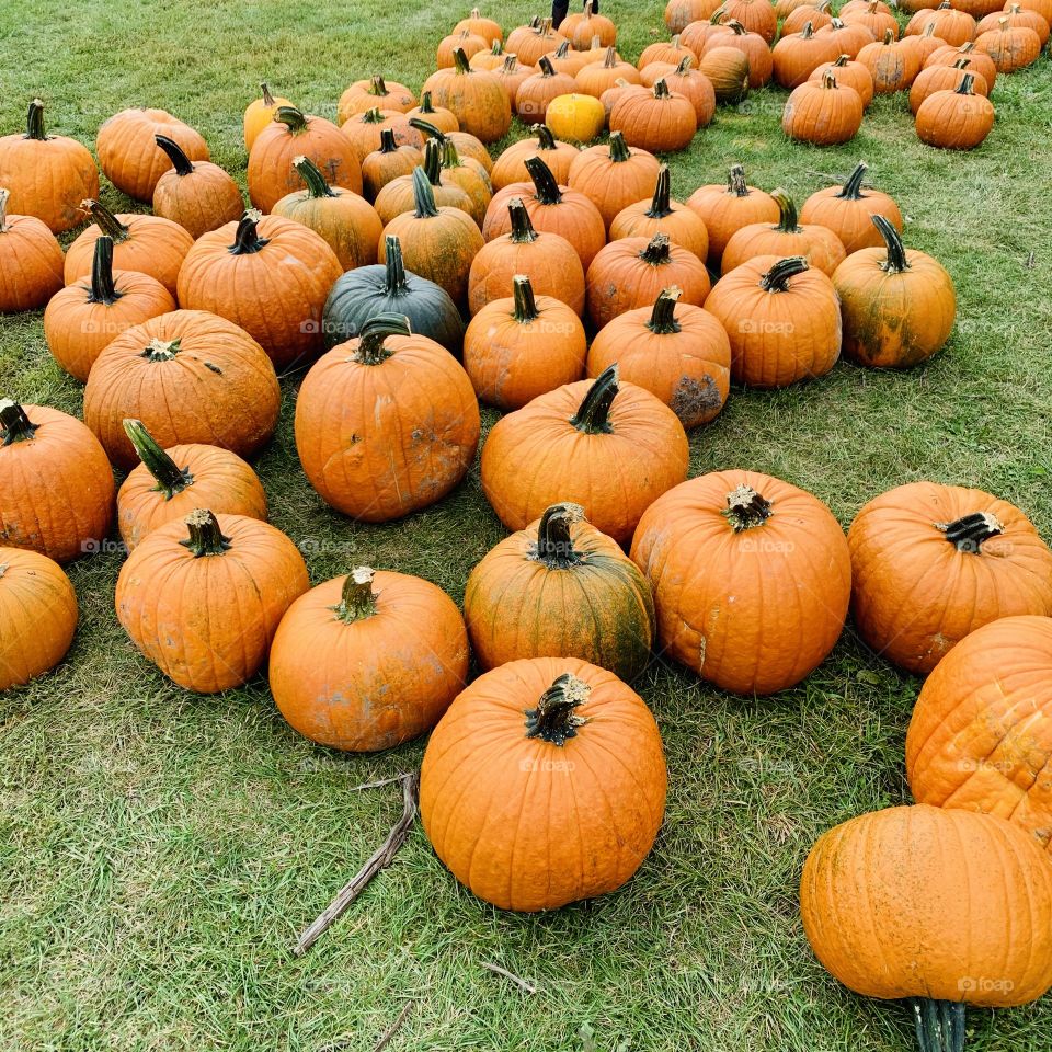 Pumpkin harvestings