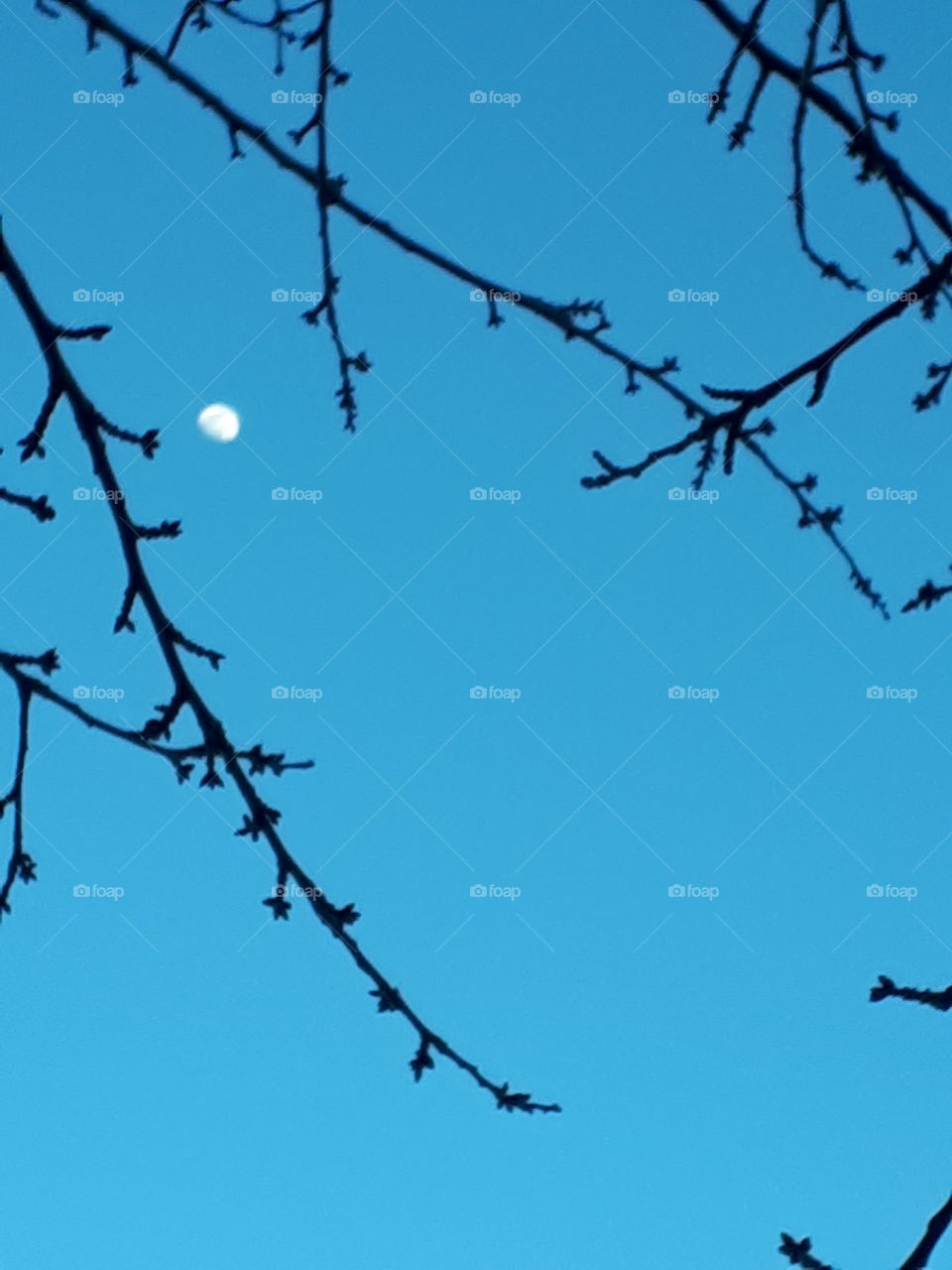 moon beaming through branches