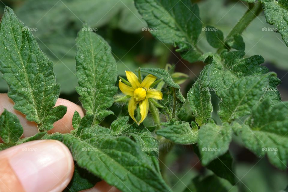 tomato flower agriculture