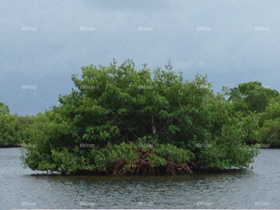 Tiny tree island