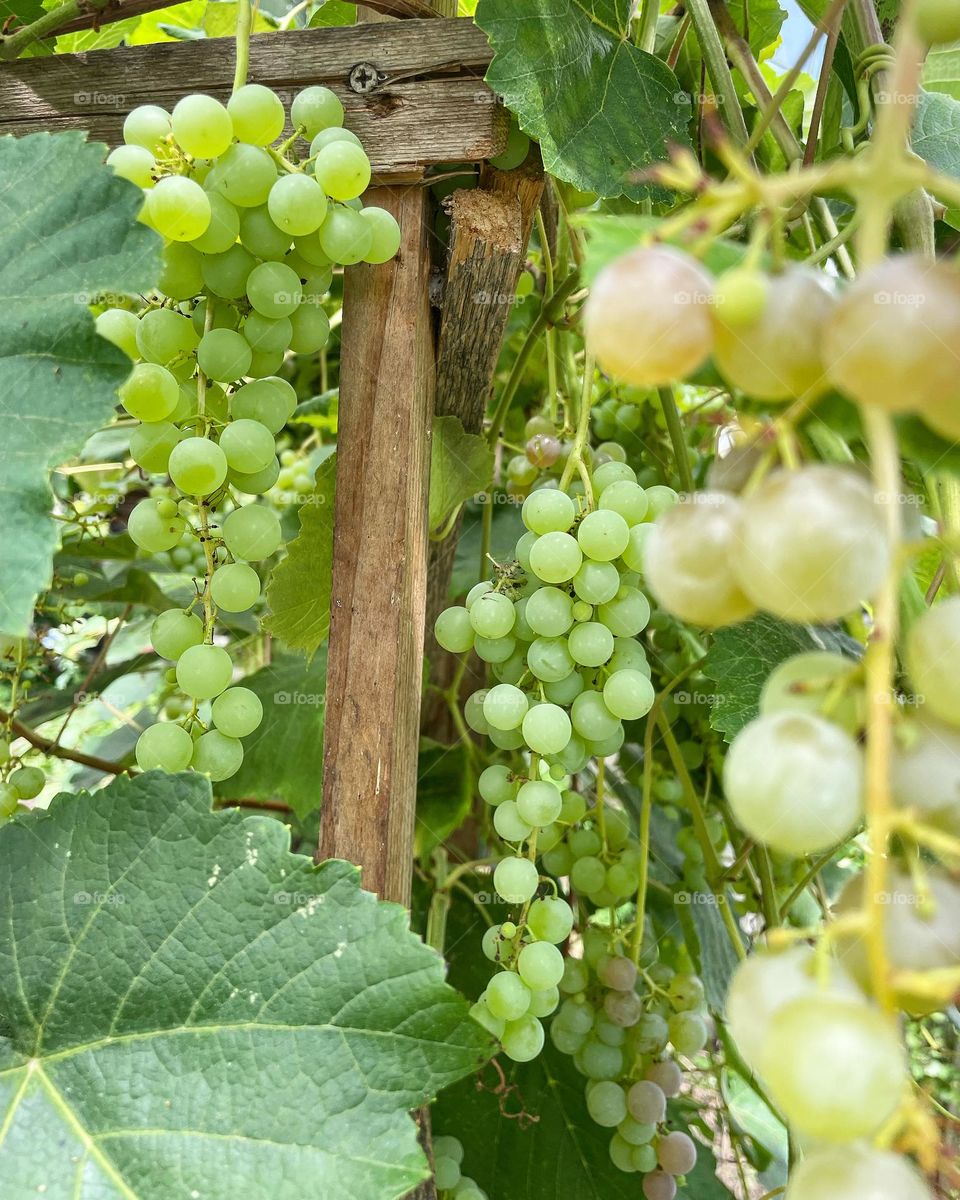 Rocky Mountain Grapes 🍇